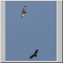 Buteo buteo - Maeusebussard 03.jpg